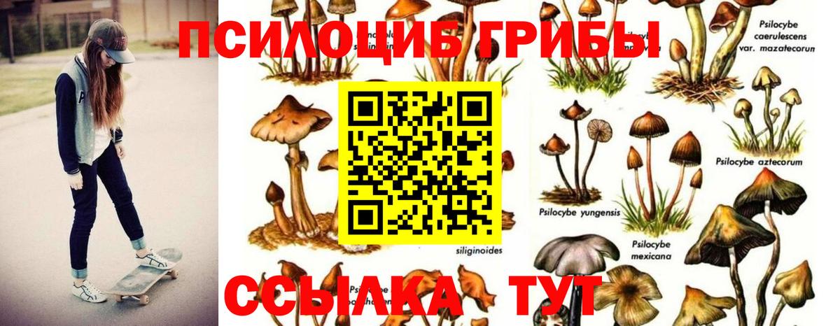 Псилоцибиновые грибы Cubensis Губкин
